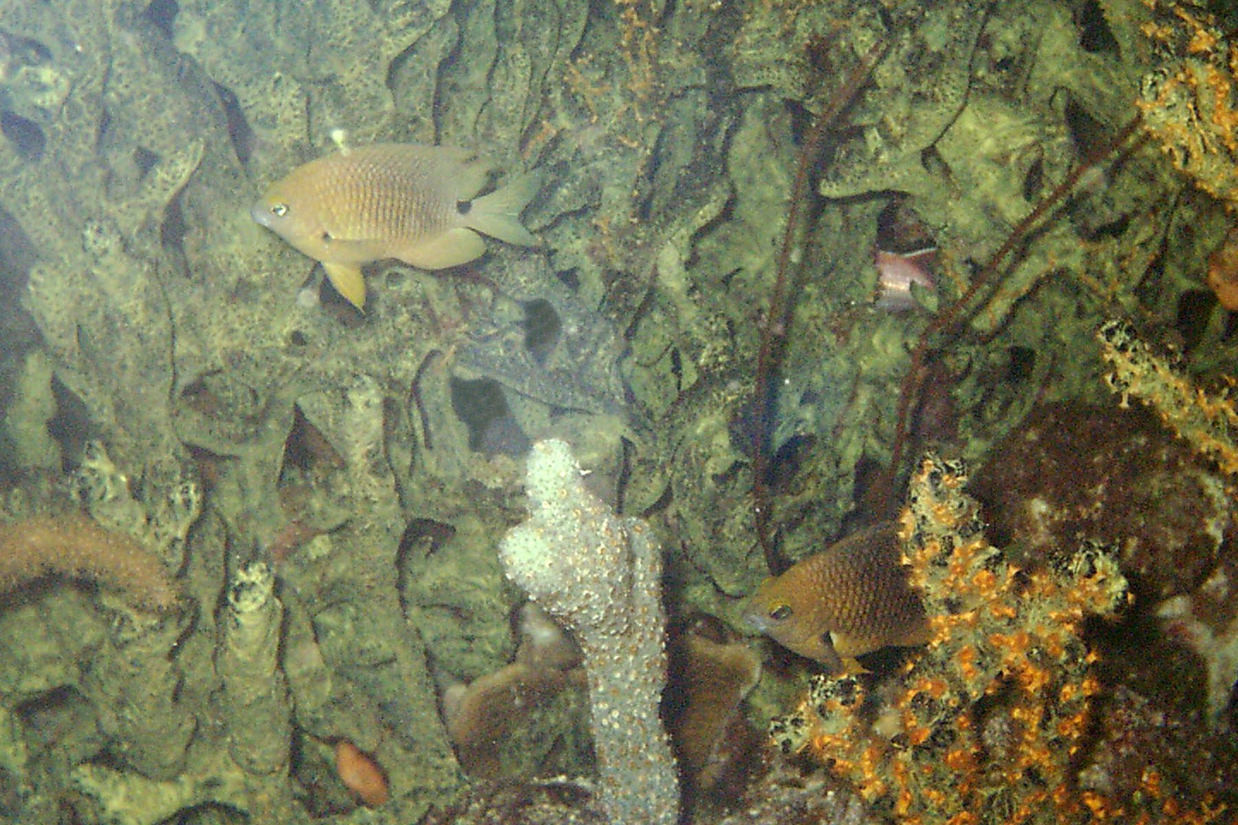 Threespot Damselfish - Intermediate Phase