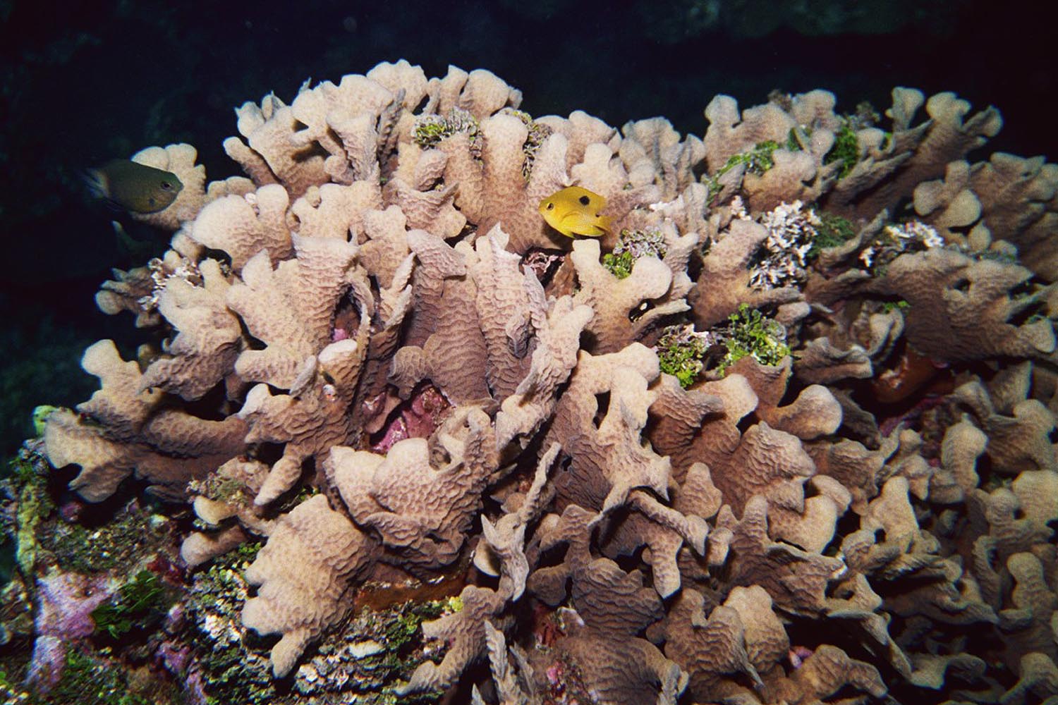 Threespot Damselfish - Juvenile