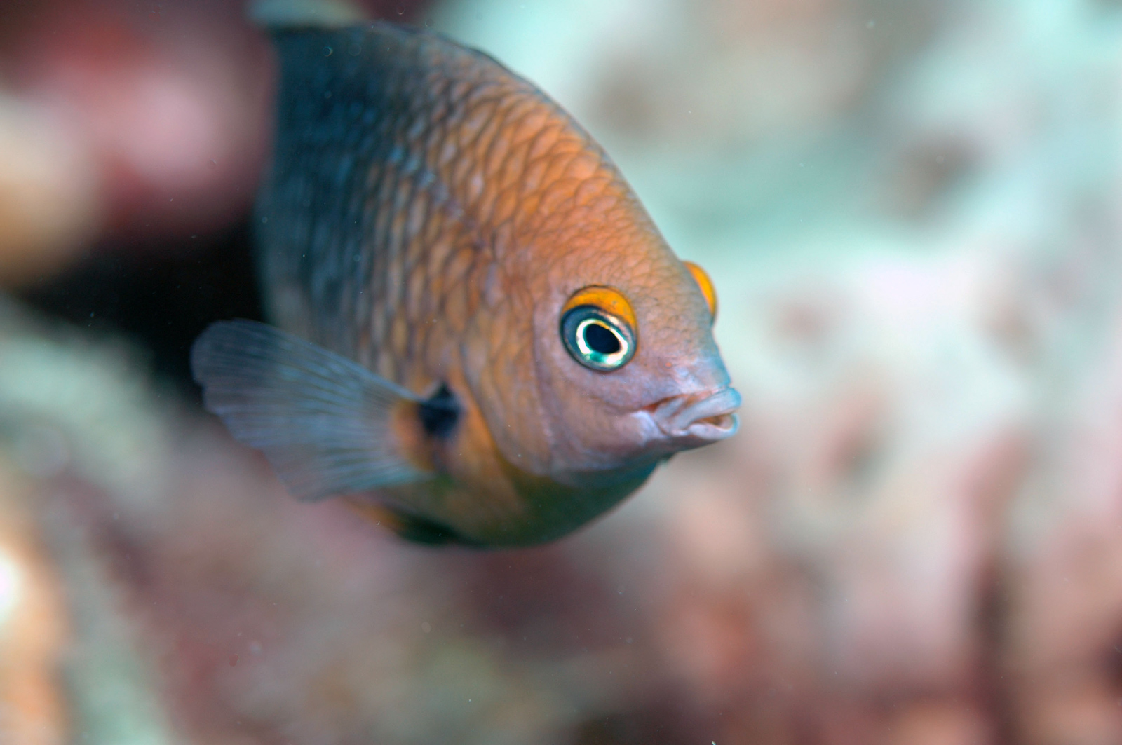 Threespot Damselfish