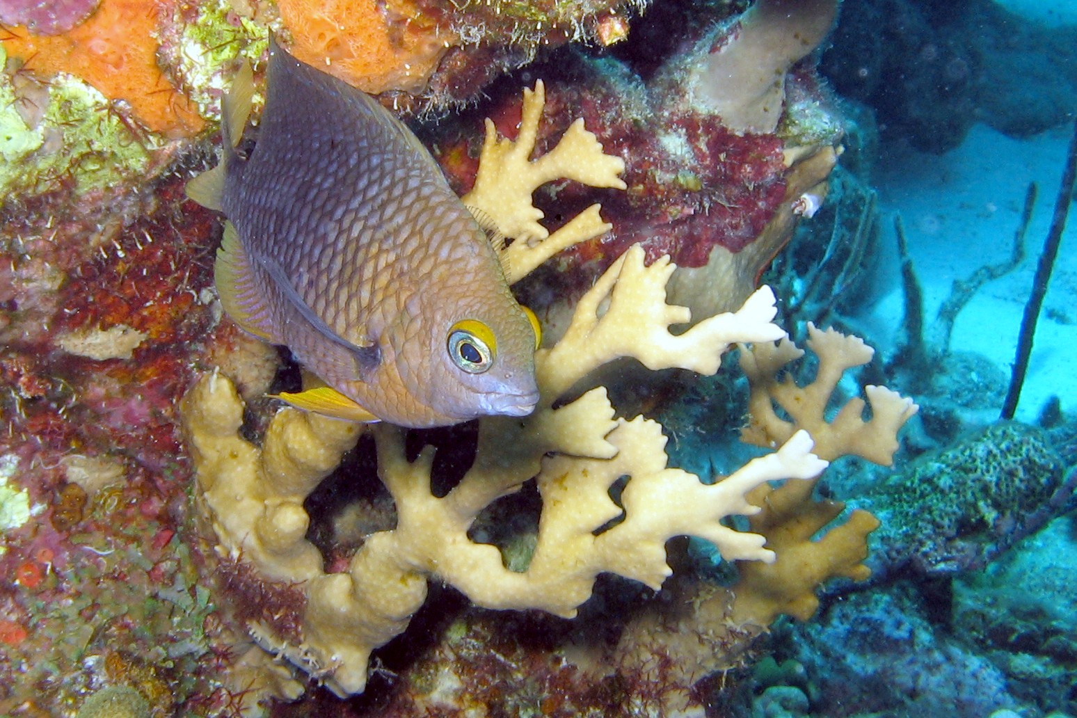 Threespot Damselfish