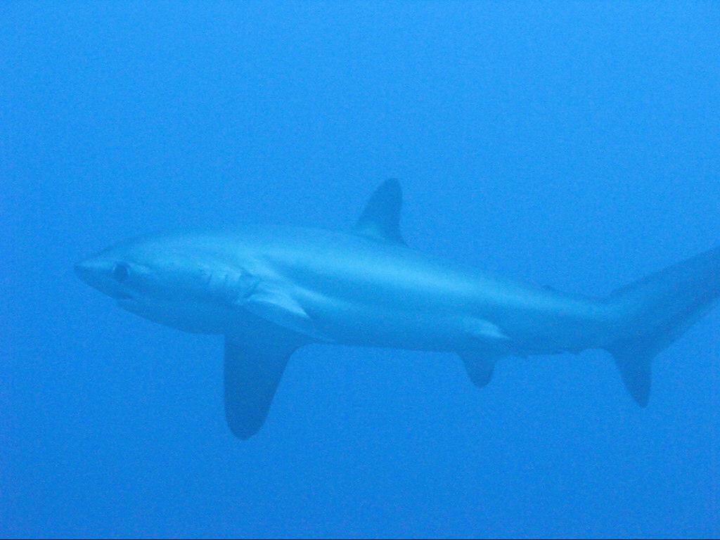 Thresher Shark at Monad Shoal Malapascua