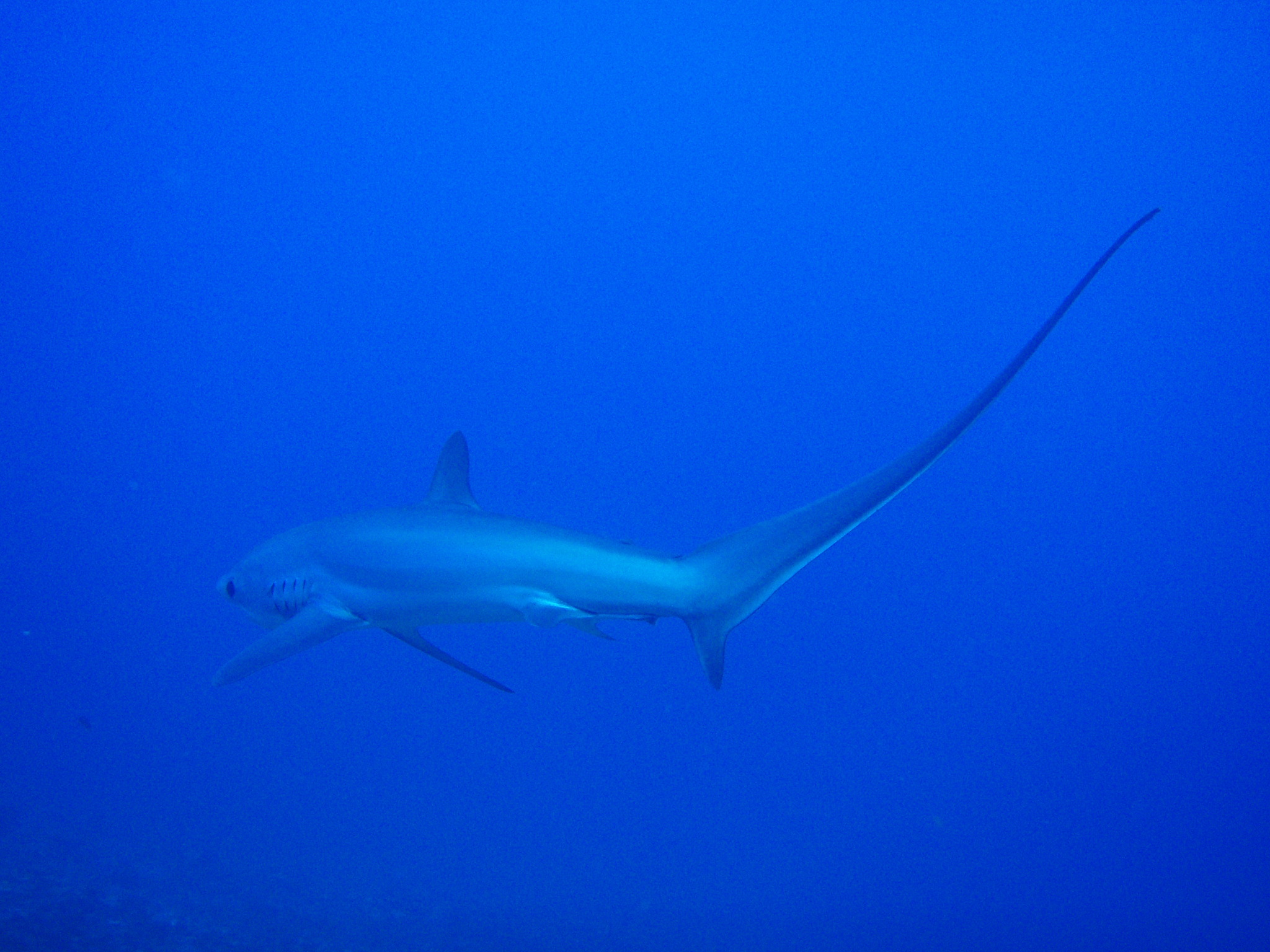 Thresher Shark swimming away