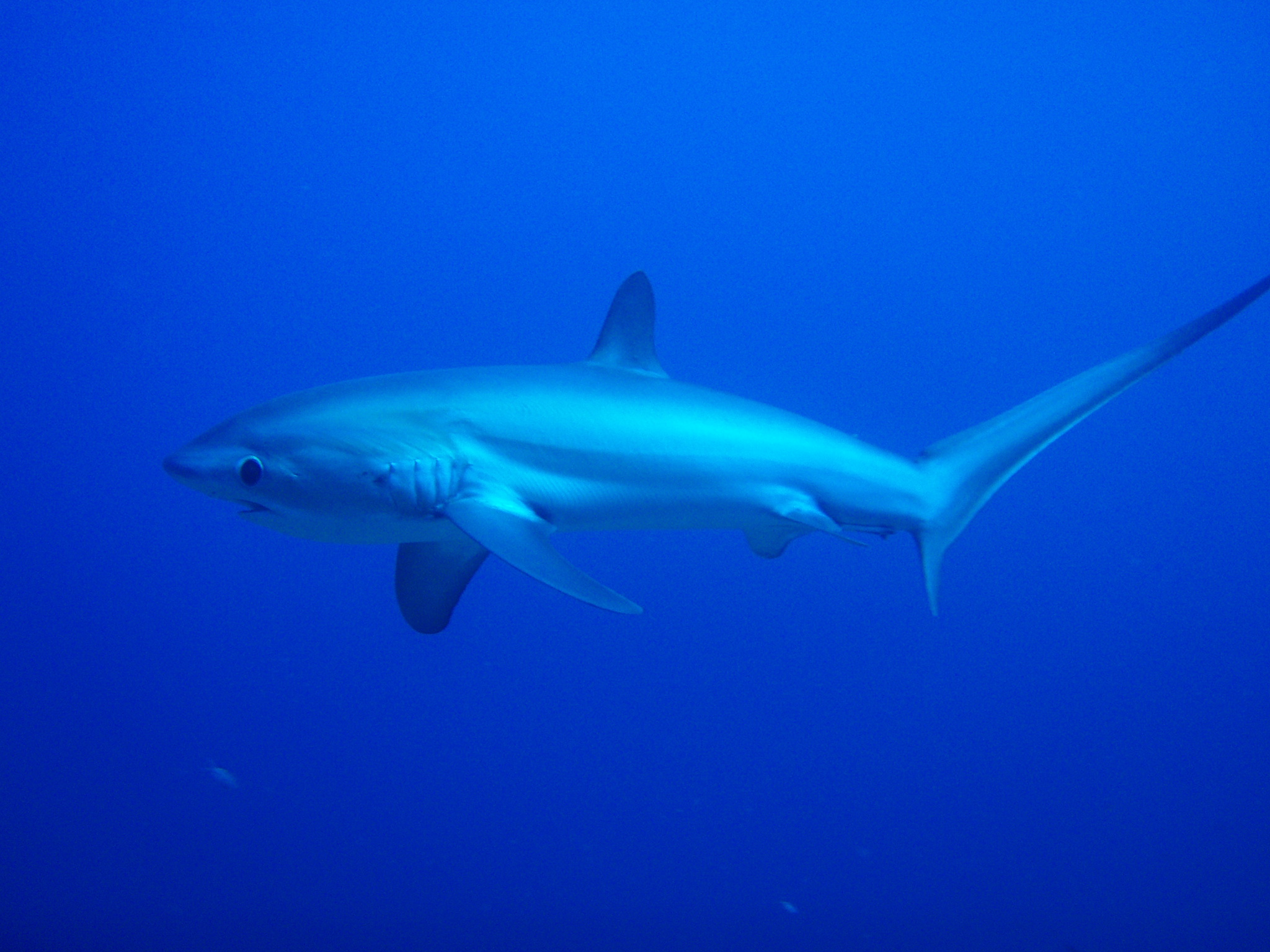 Thresher Shark