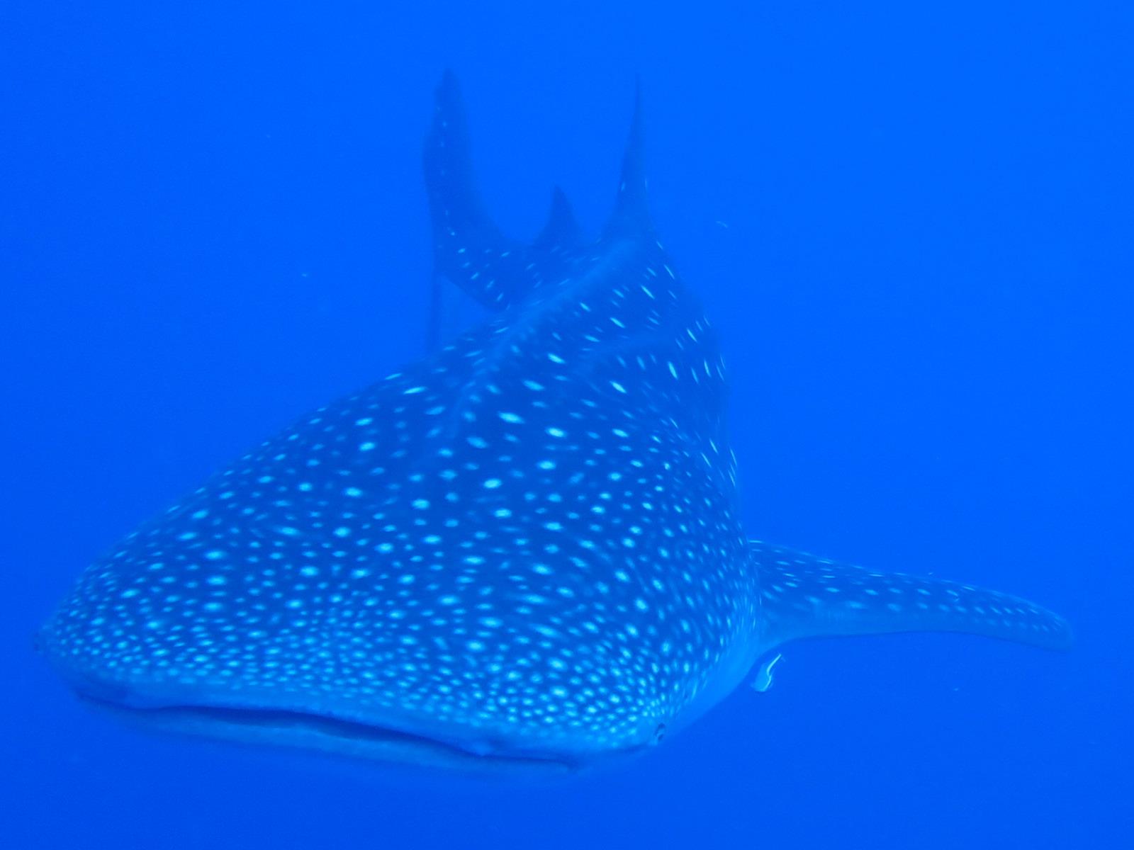 Thumbnail_Pascal Defun Whale Shark Photo 11 April 2017