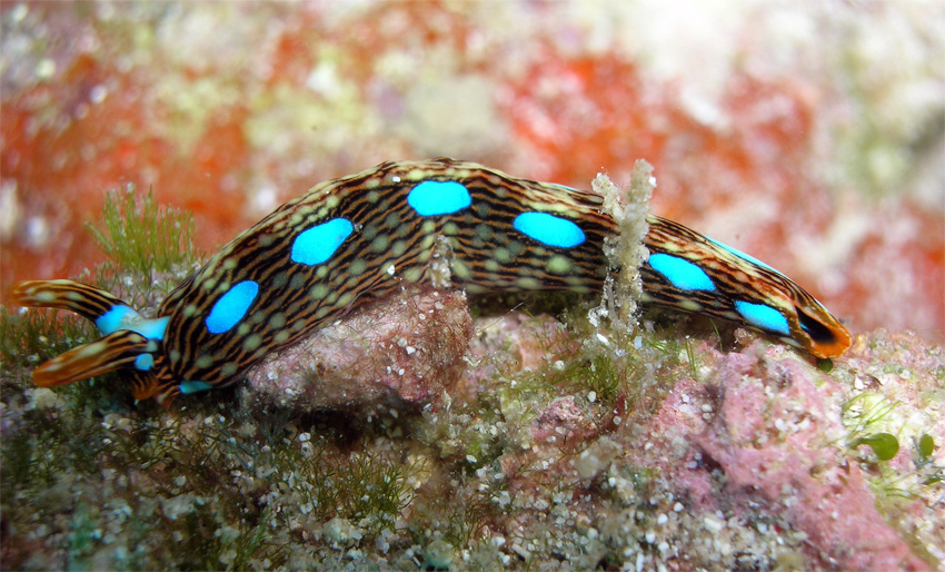 Thuridilla bayeri