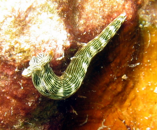 Thuridilla gracilis