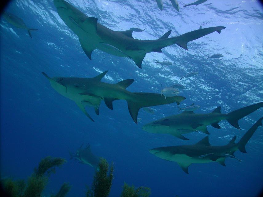 TIGER BEACH BAHAMAS