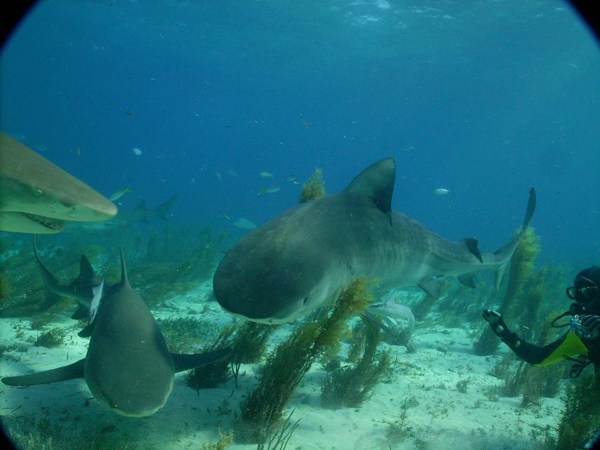 TIGER BEACH BAHAMAS