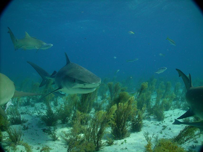 TIGER BEACH BAHAMAS