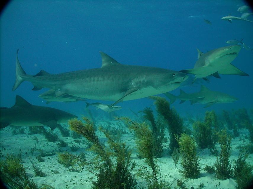 TIGER BEACH BAHAMAS