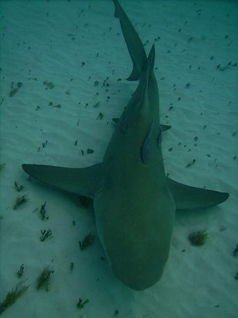 TIGER BEACH BAHAMAS