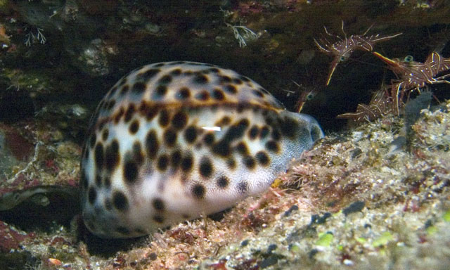 Tiger-Cowrie