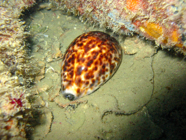 Tiger cowrie