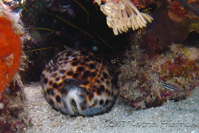 tiger cowry