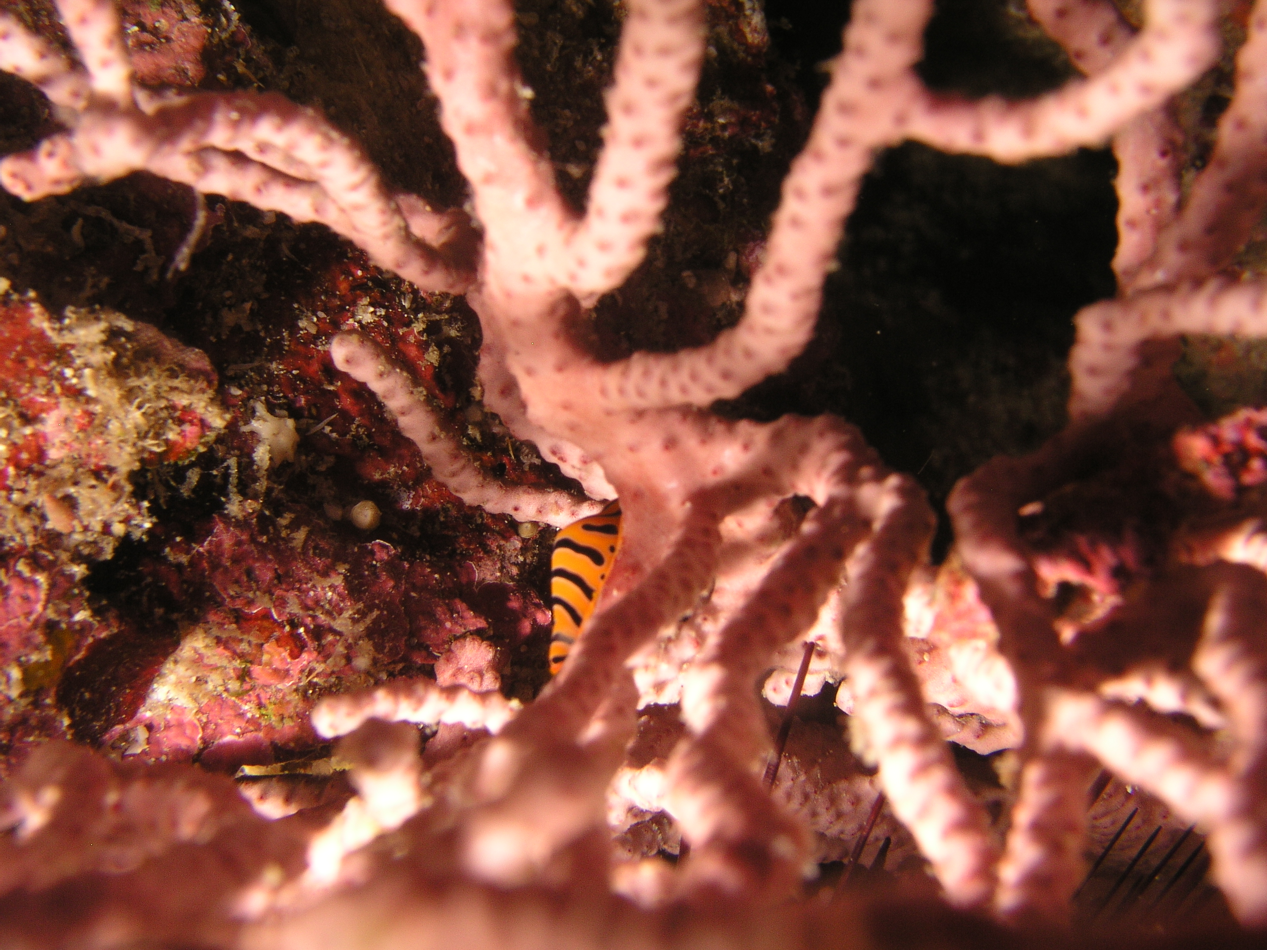 Tiger Eye Cowry, Richelieu Rock, Thailand