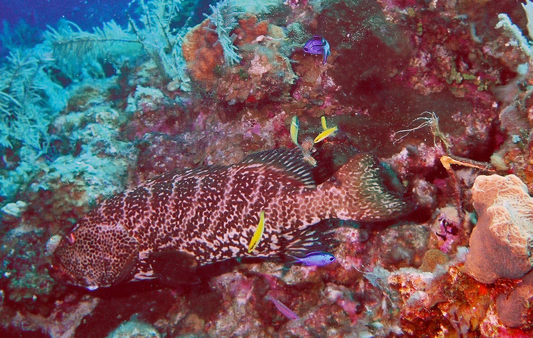Tiger Grouper at Cleaning Station