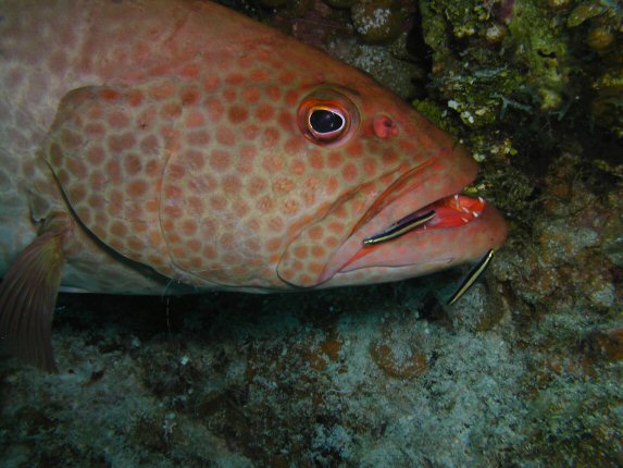 Tiger Grouper at Cleaning Station