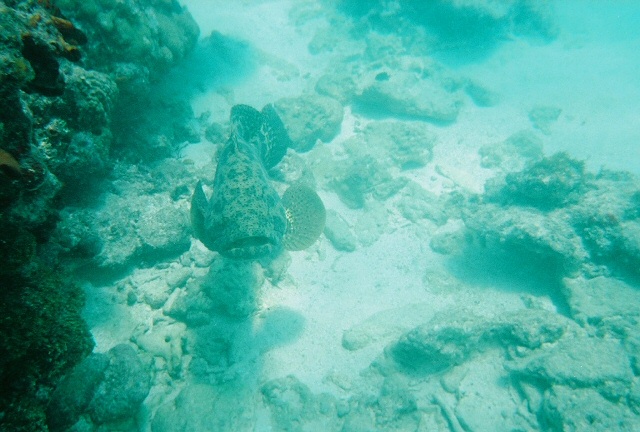 Tiger Grouper (front view)