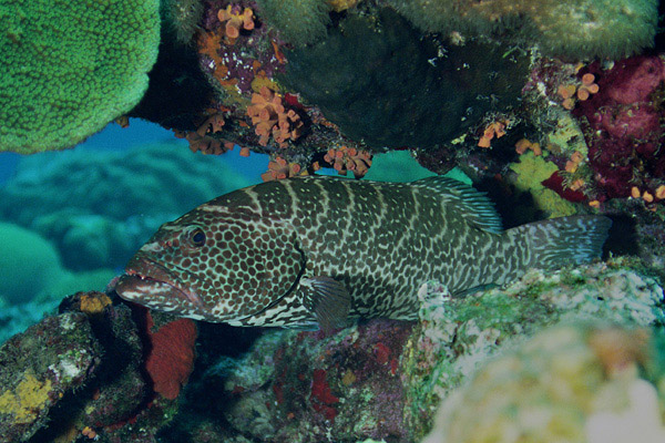 Tiger Grouper Under Reef