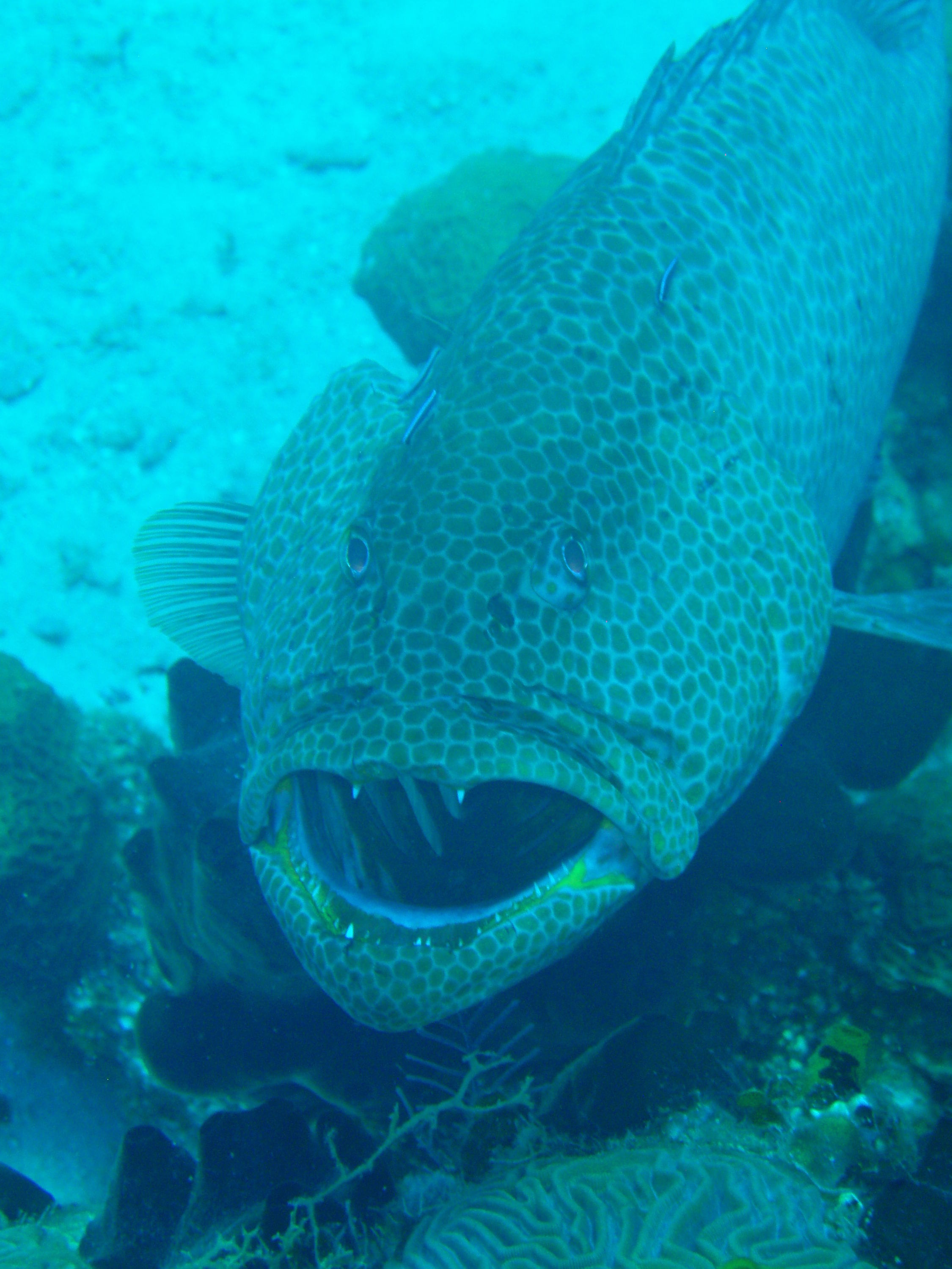 Tiger Grouper