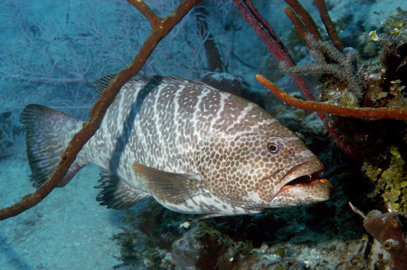 Tiger Grouper