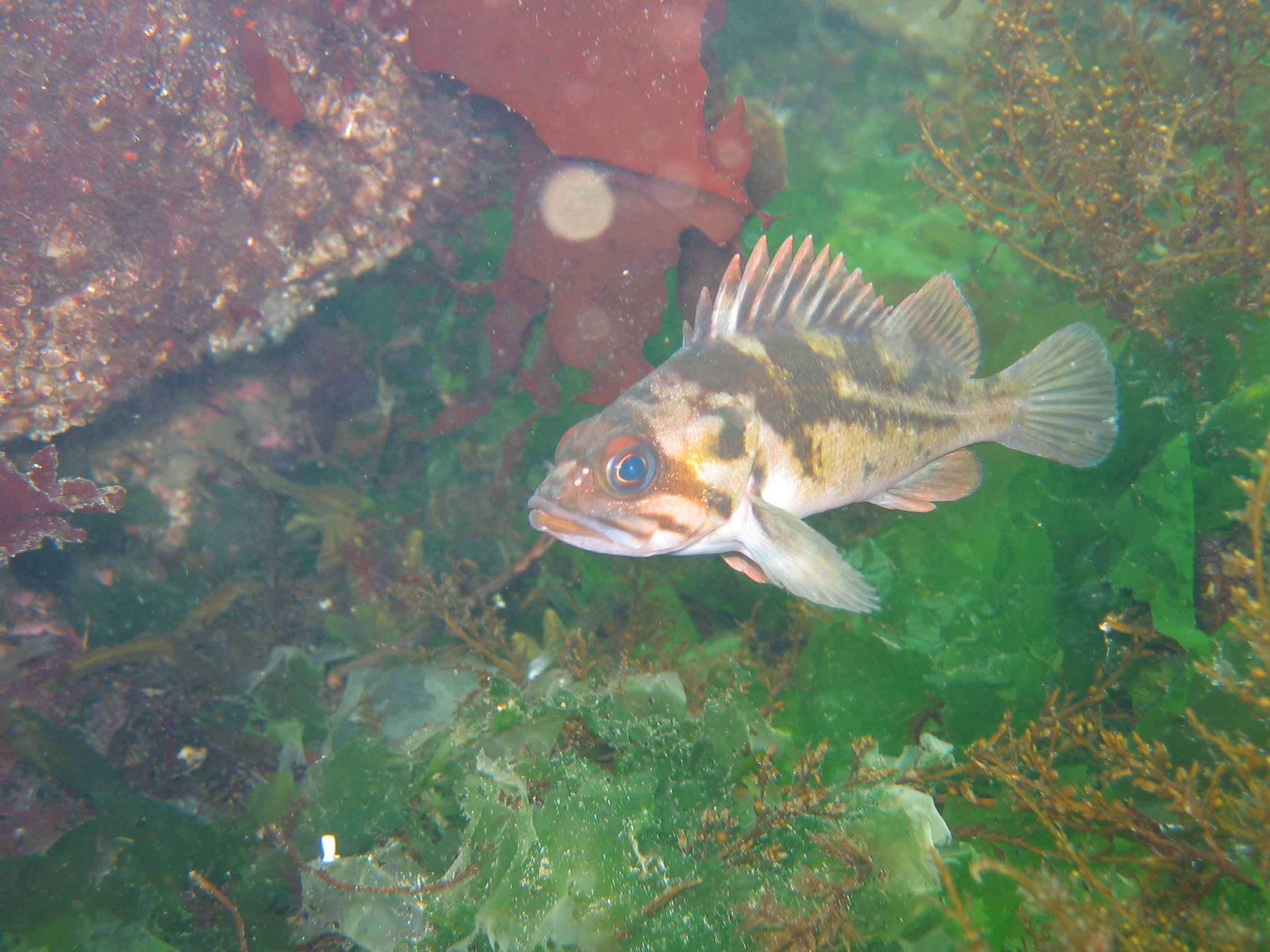 tiger rock fish