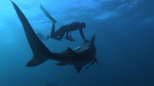 Tiger shark petting