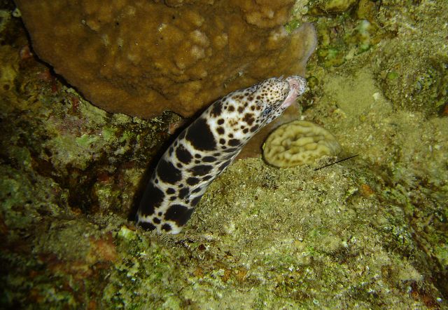 Tiger Snake Moray Eel