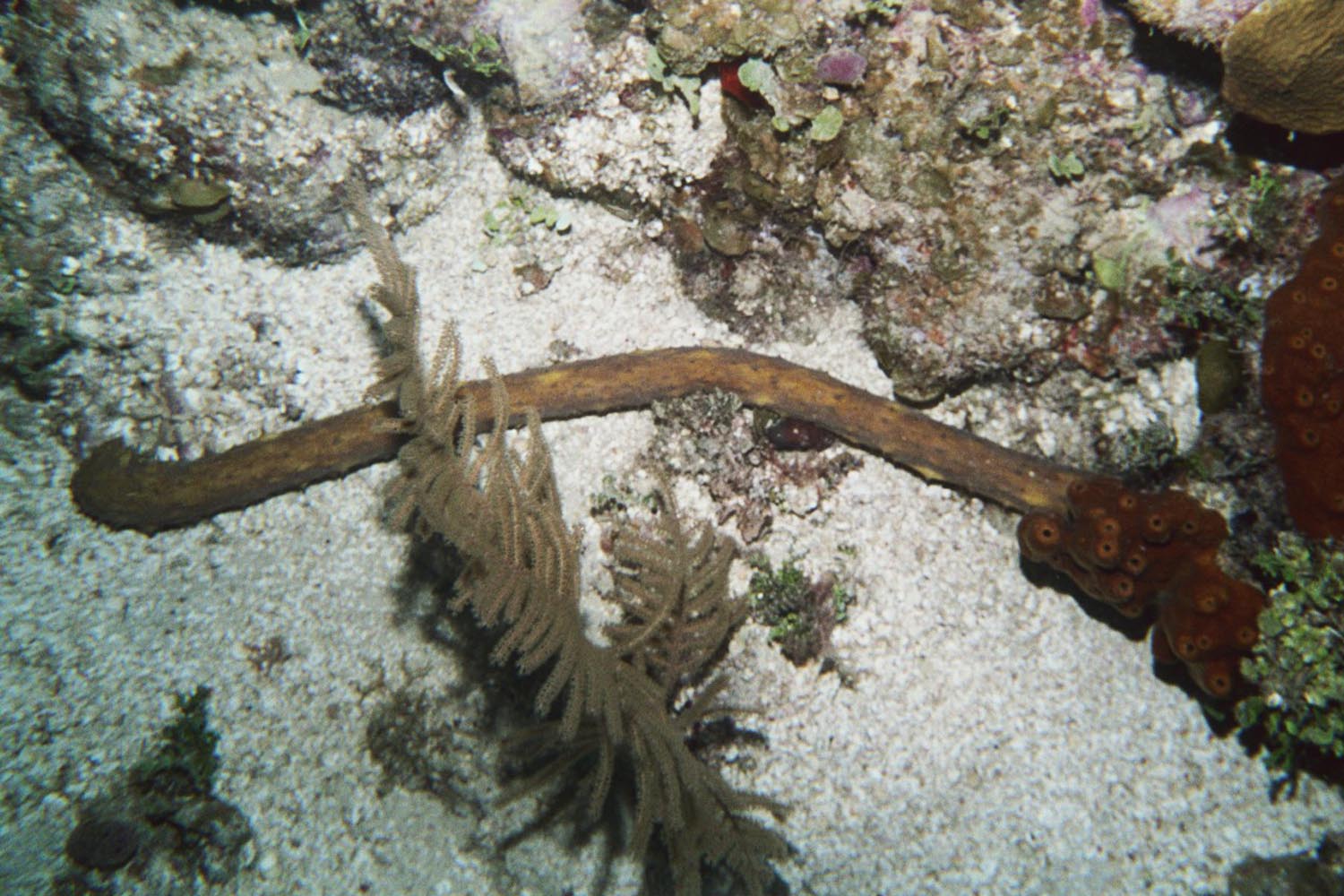 Tiger Tail Sea Cucumber