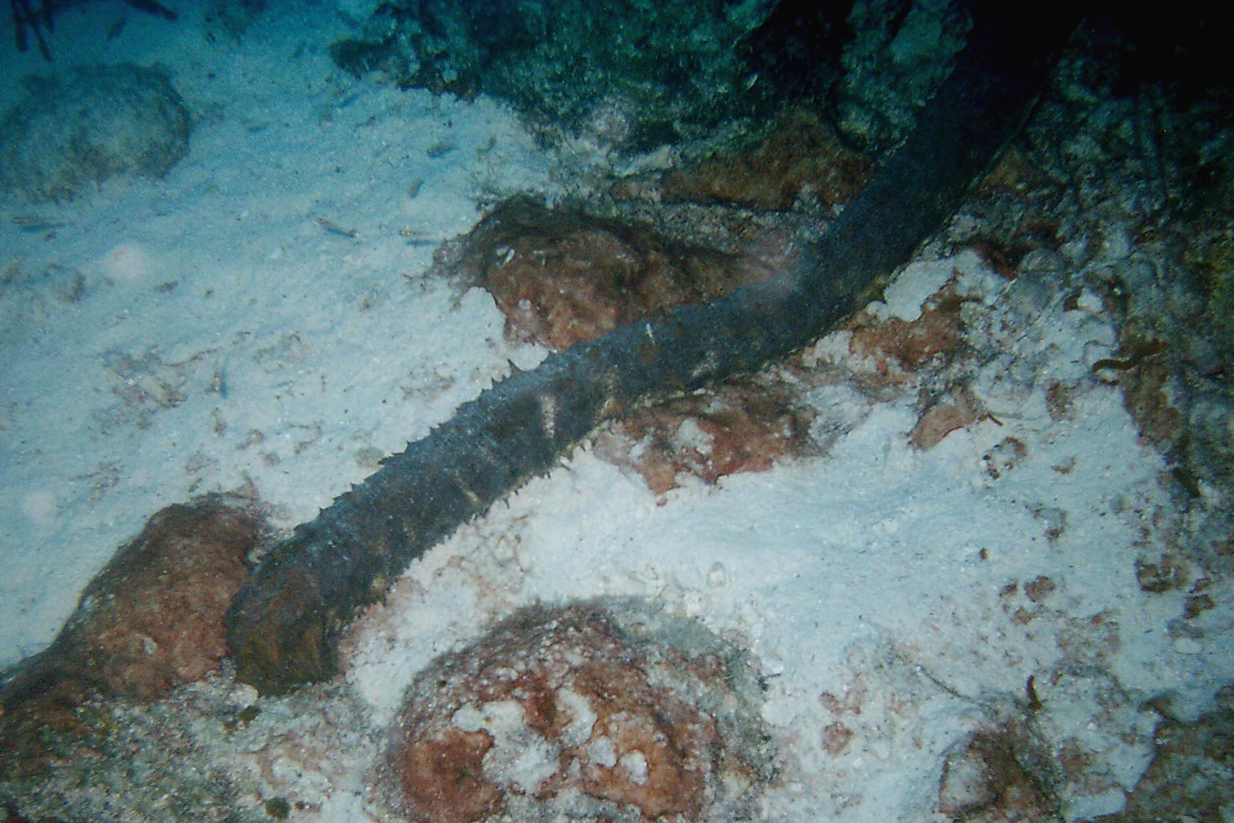 Tiger Tail Sea Cucumber