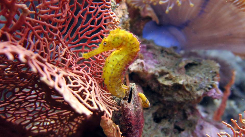 Tiger Tail Sea Horse