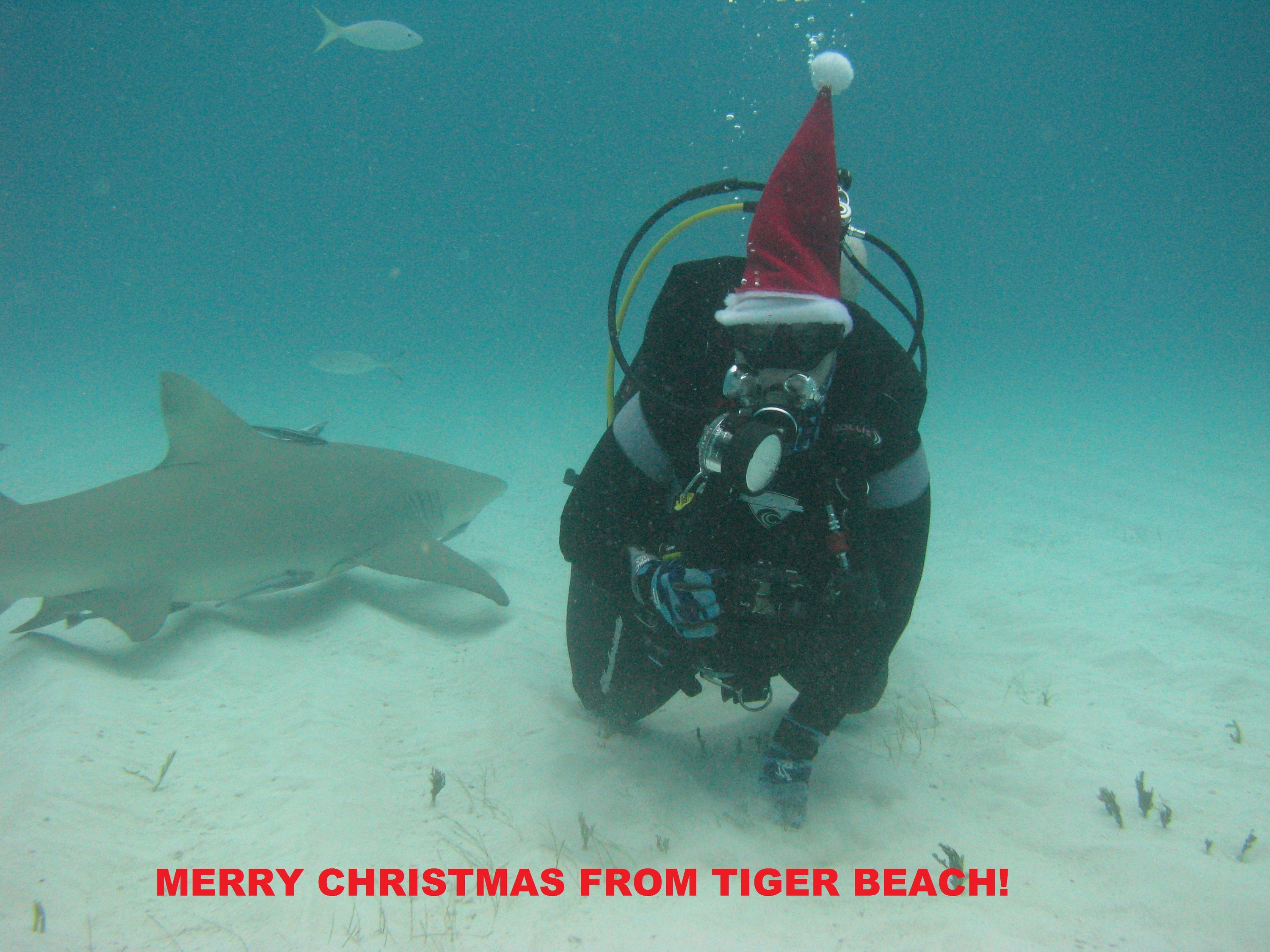 TIGER_BEACH_XMAS