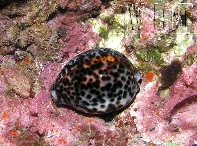 Tiger_Cowrie