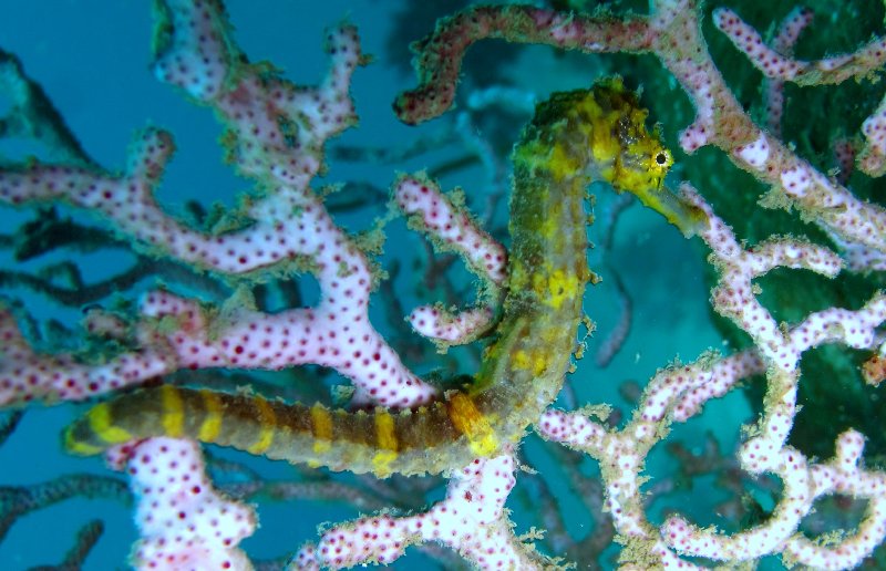 Tiger_tailed_seahorse