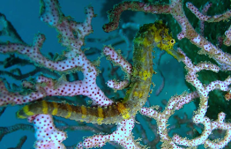 Tiger_tailed_seahorse1