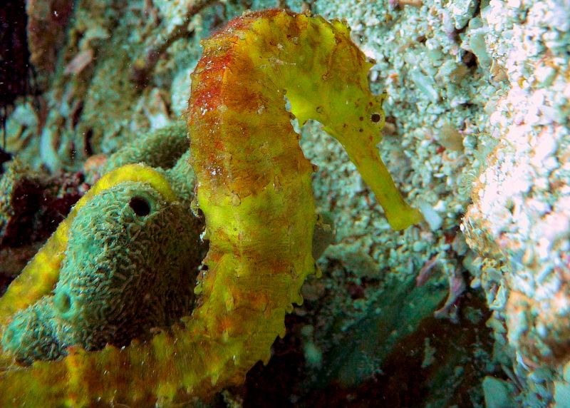 Tigertail Sea Horse At Stonehenge