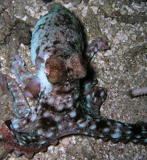 Timor Octopus