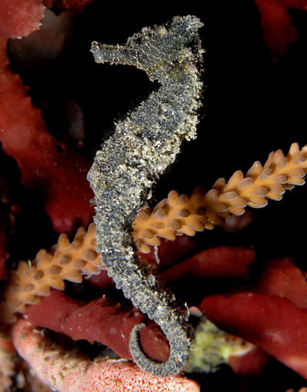 Timor Seahorse