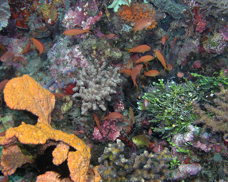 Timor's Underwater Rainbow