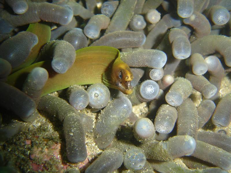 Tiny Baby green moray