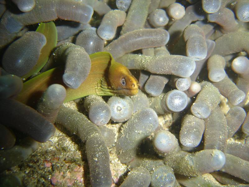 Tiny Baby green moray