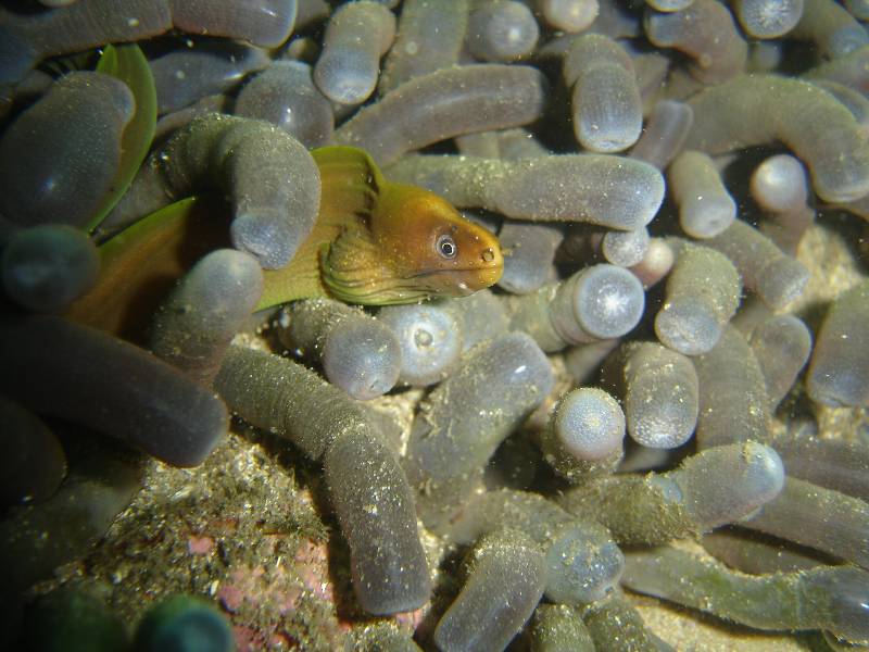 Tiny Baby green moray