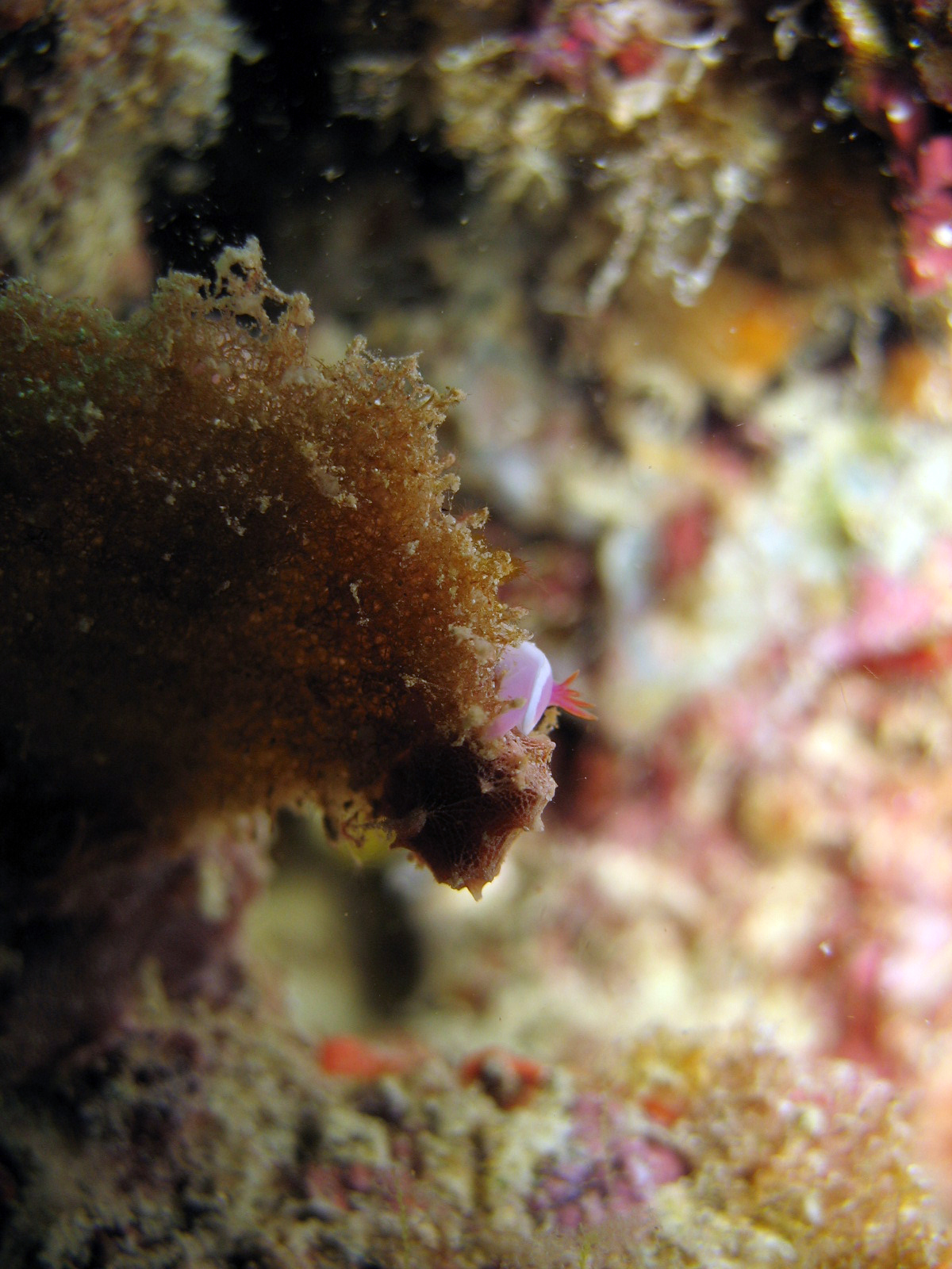 Tiny Baby Hyselodoris bullockii