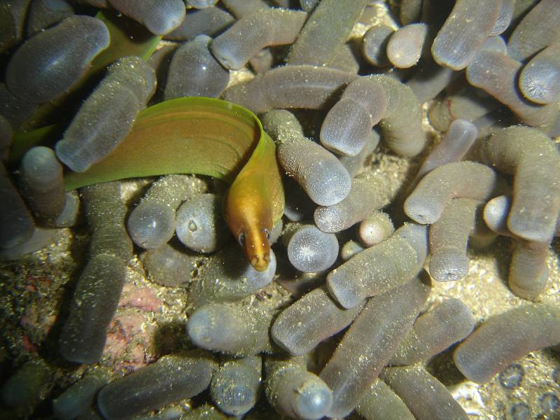 Tiny baby moray