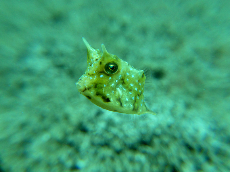 Tiny Boxfish