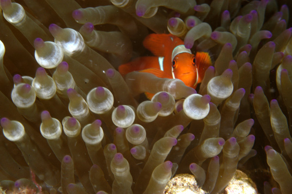 Tiny clownfish in pink-tipped anemone