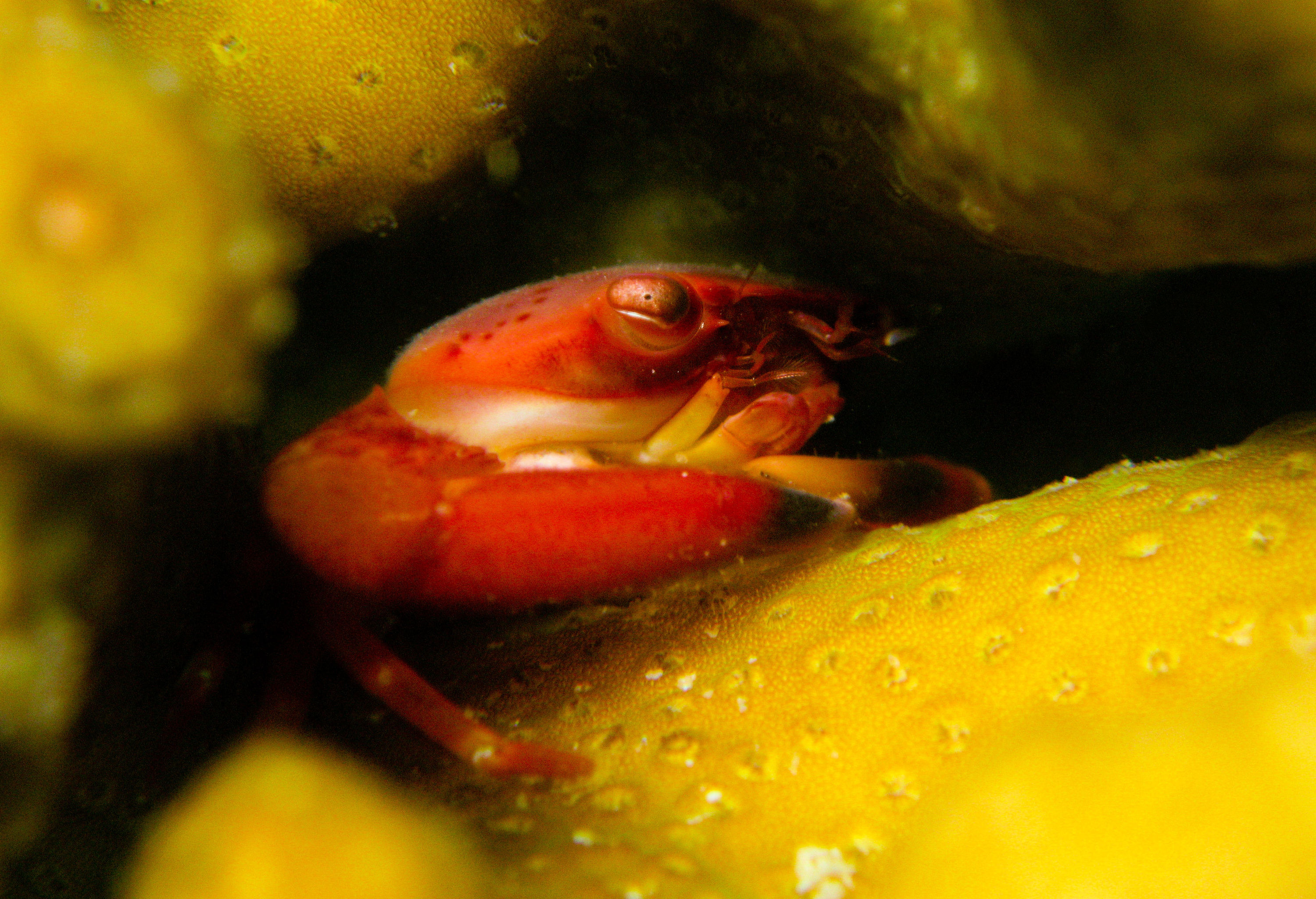 Tiny crab in hard coral