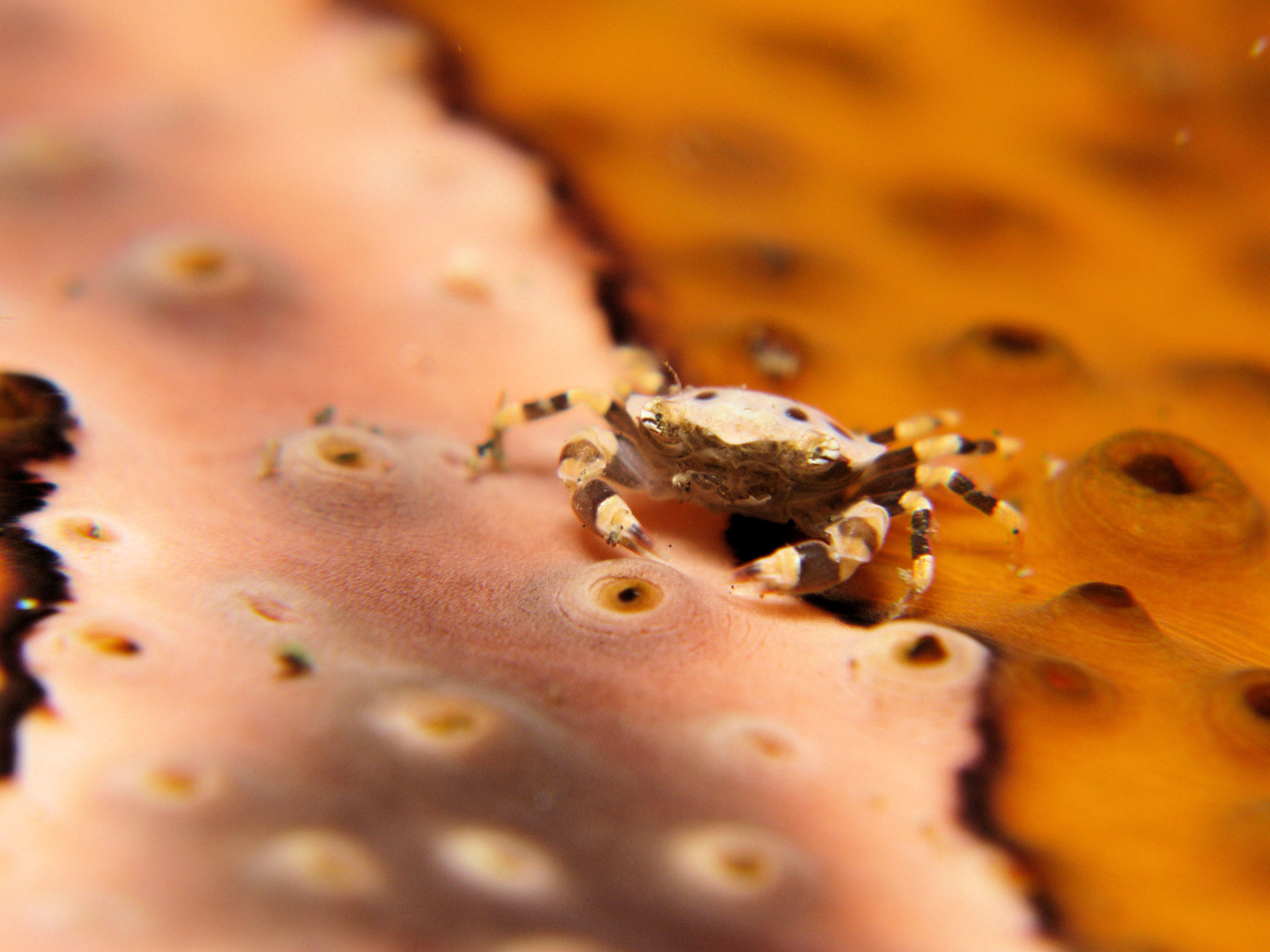 Tiny crab on sea cucumber