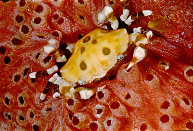 tiny crab on sea cucumber