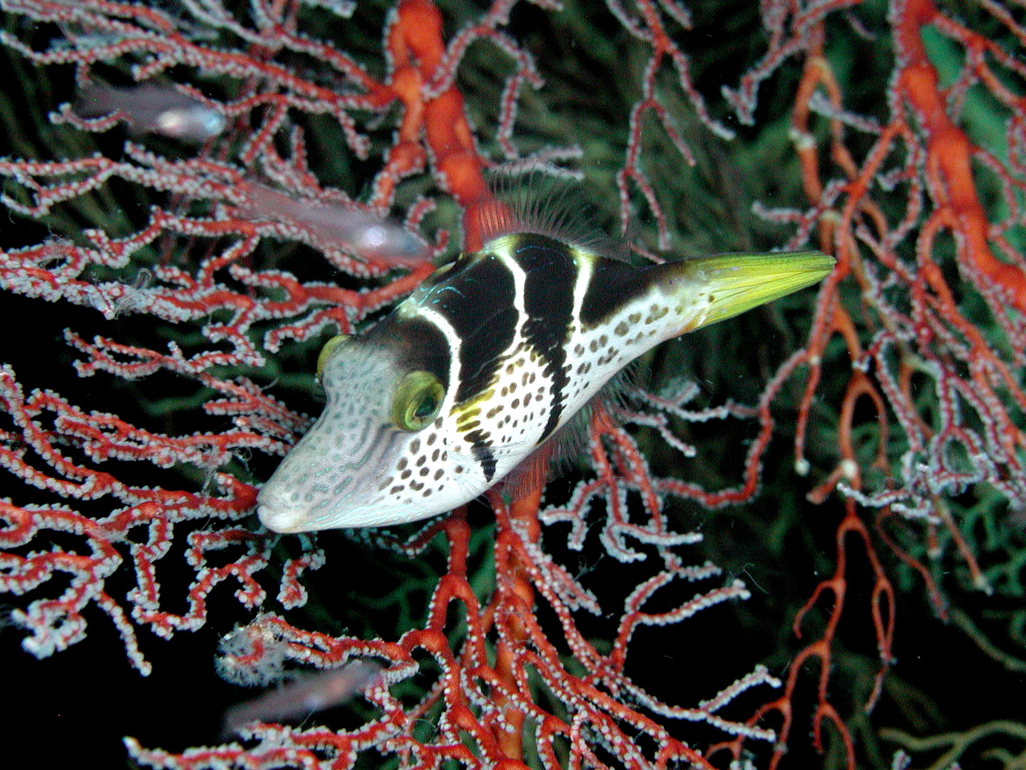 Tiny Filefish